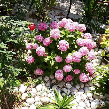 Apartment Silvia Makarska